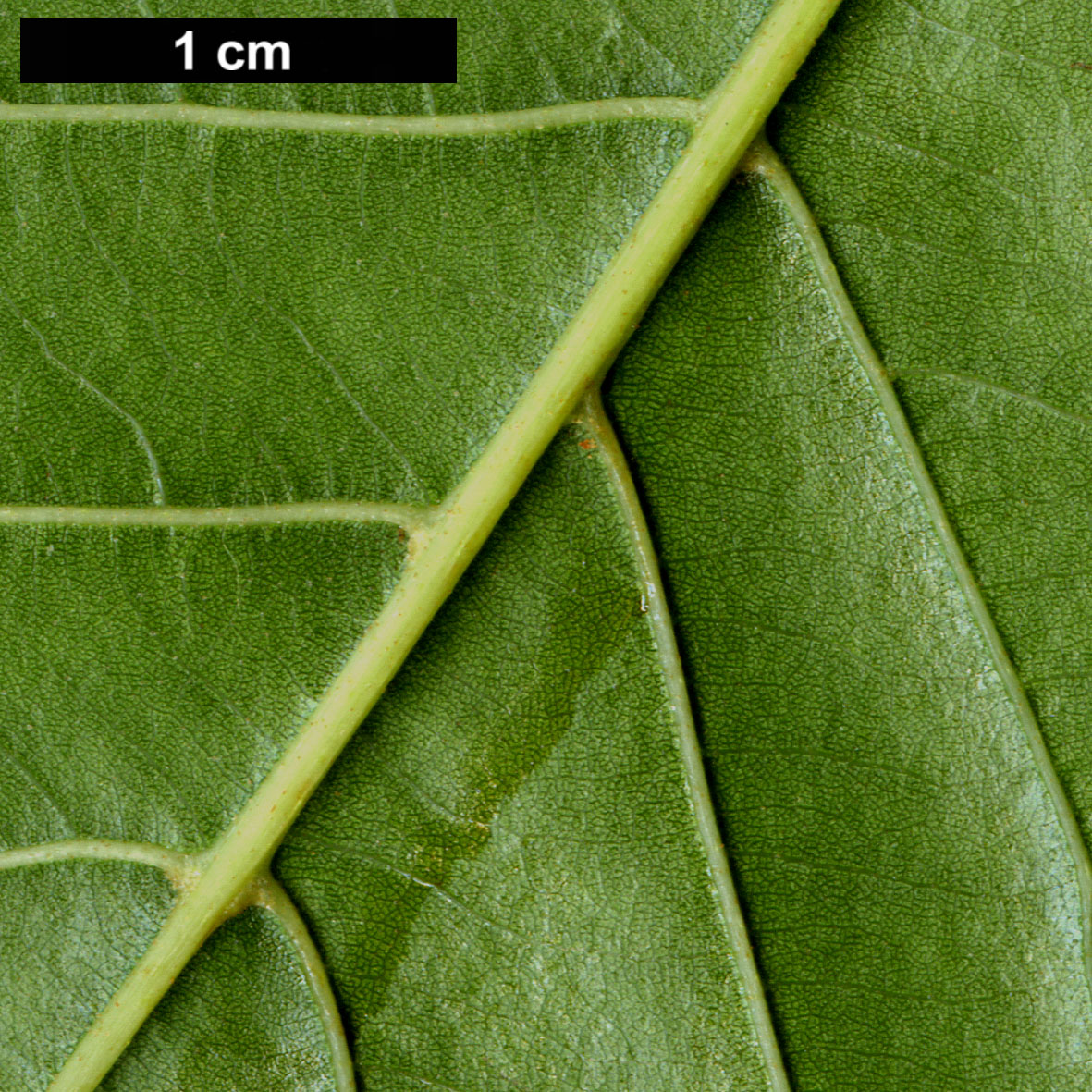 High resolution image: Family: Betulaceae - Genus: Alnus - Taxon: henryi 